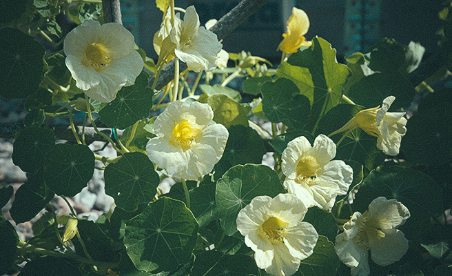 8803 Tropaeolum majus 'Ice Age'